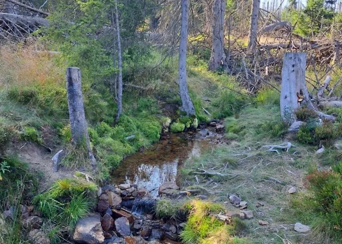 Daire Pfeiffer Klein